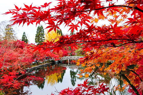 japan-guide-autumn-color-Eikando-Temple