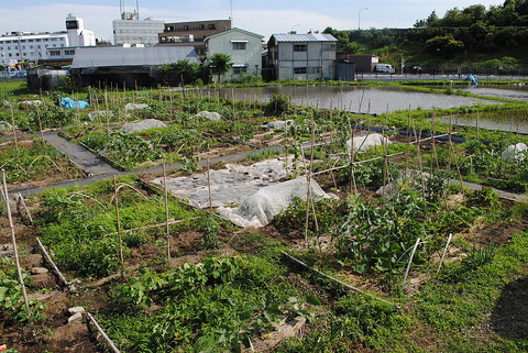 東京都内の貸し農園