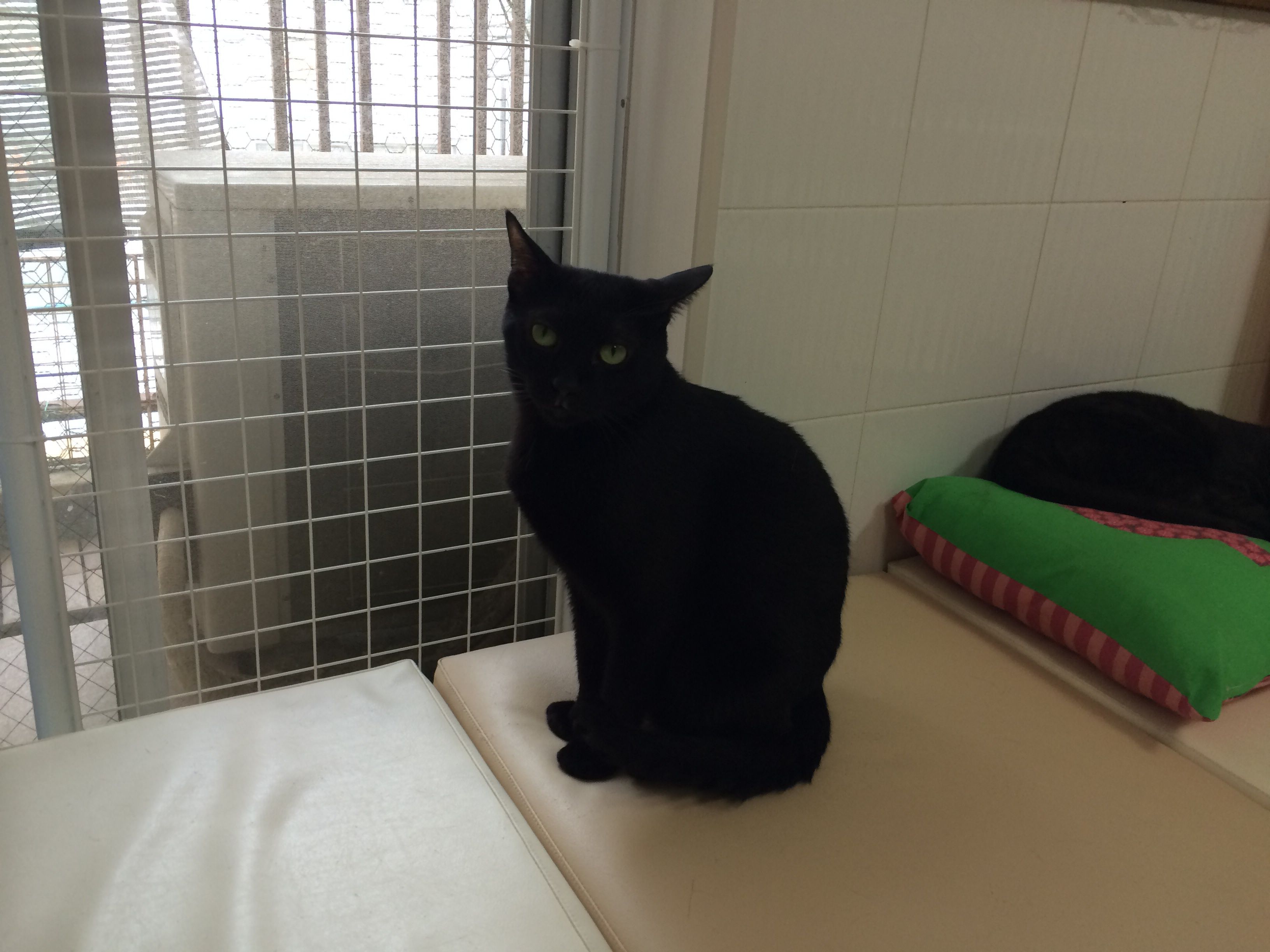黒猫特集その1 みどりさん 南船場50匹猫 保護猫カフェ Neco Republic Osakaへ 黒猫特集その1 みどりさん 南船場50匹猫 保護猫カフェ Neco Republic Osakaへ