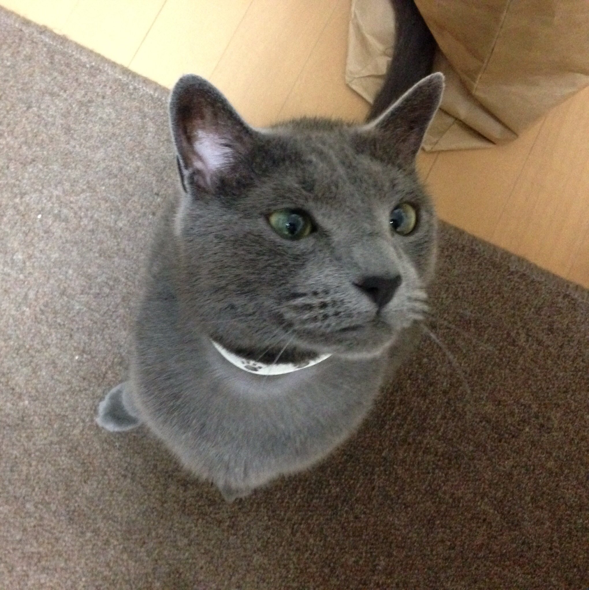 ロシアン問題 Annex ニャンコのずっとのお家探し