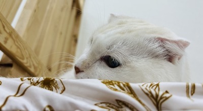 IMG_9968