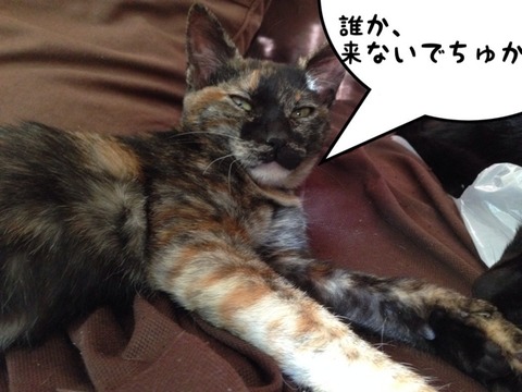 画像1