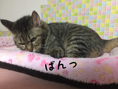 03B59D51-D6CC-4491-AF1C-266F5F604C61