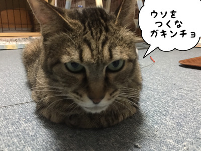 7B859072-BF56-4A86-AD5B-FD37B0CF14EB
