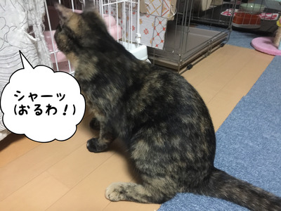 DC529935-B704-4E3D-8D31-22C0714C4E99
