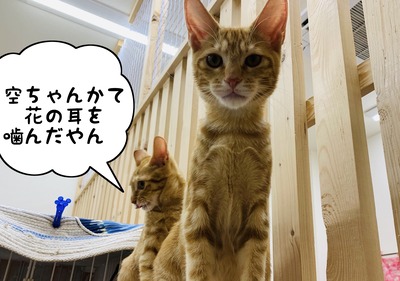 0A72496F-77C1-4407-AD7B-6EE7E2D76DE9