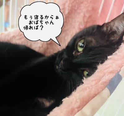 phonto