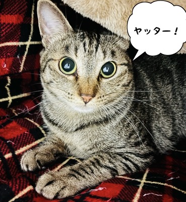 phonto