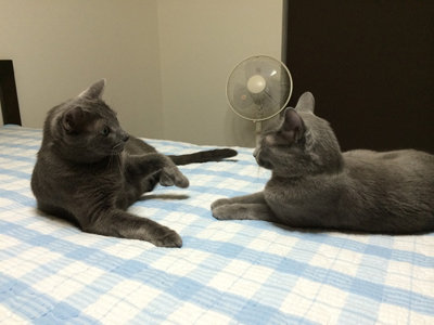 たたくで!!!!!　たたいてみぃや、イタナイわ!!!!!