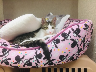 A8939009-79ED-499E-A449-3083B0812FD0