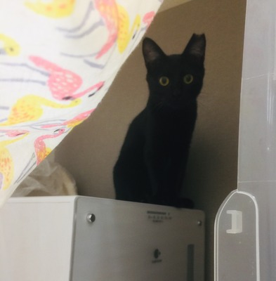 E9620918-BFE2-4005-8F9F-58A37476B667