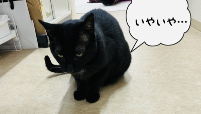 phonto