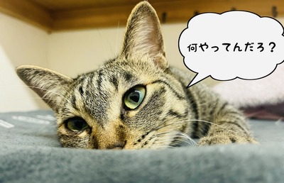 phonto