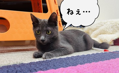460E57DD-4DD6-4426-91AD-2A512625176C