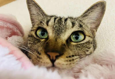 IMG_6910