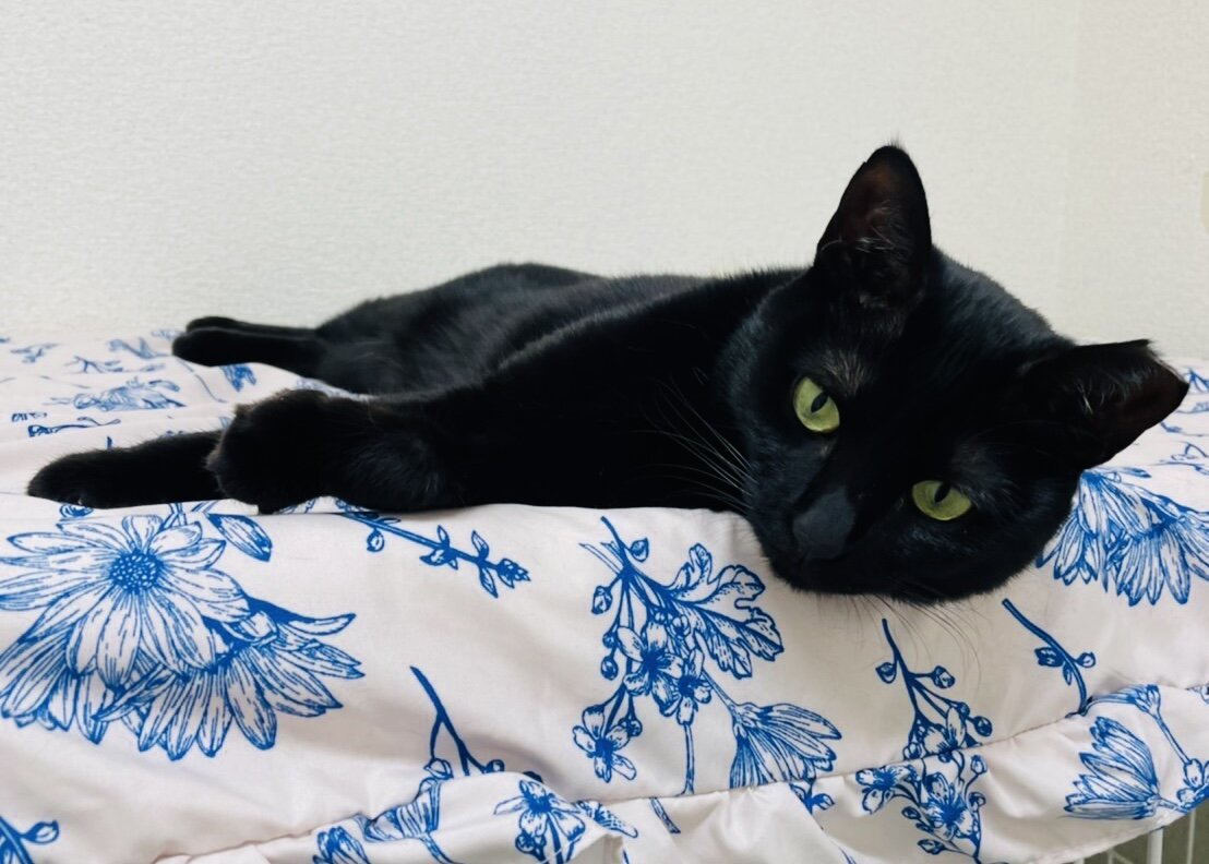 怖がり猫さんと付き合ってみる Annex ニャンコのずっとのお家探し 怖がり猫さんと付き合ってみる Annex ニャンコのずっとのお家探し