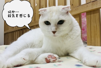 phonto