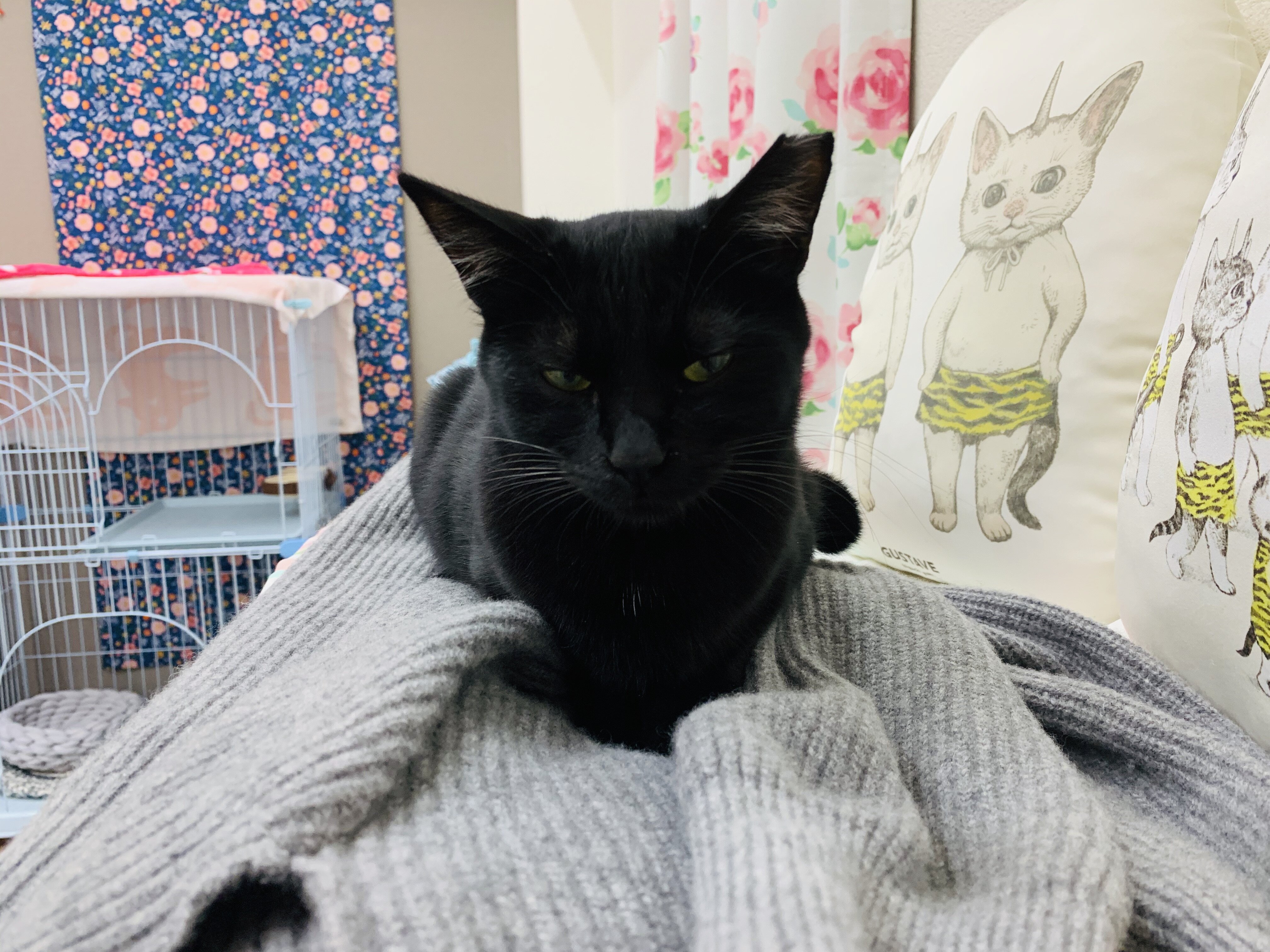 ゴーイングマイウェイ Annex ニャンコのずっとのお家探し