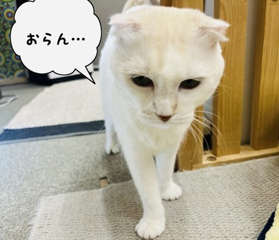 phonto