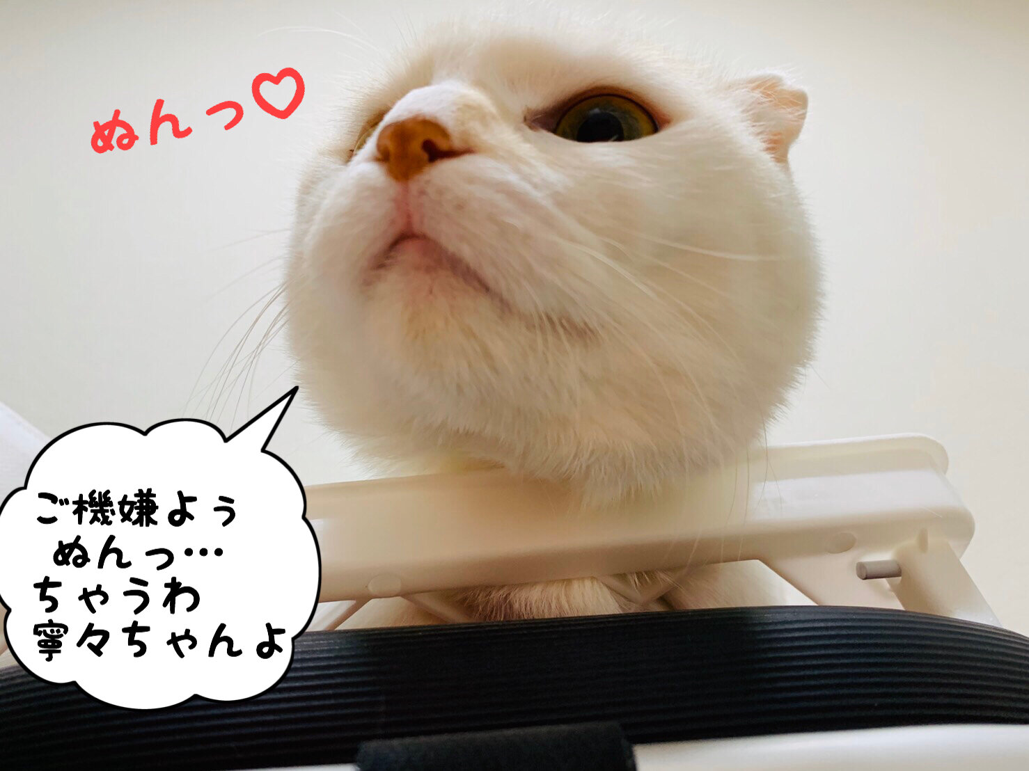 ぬんっ るんっ Annex ニャンコのずっとのお家探し