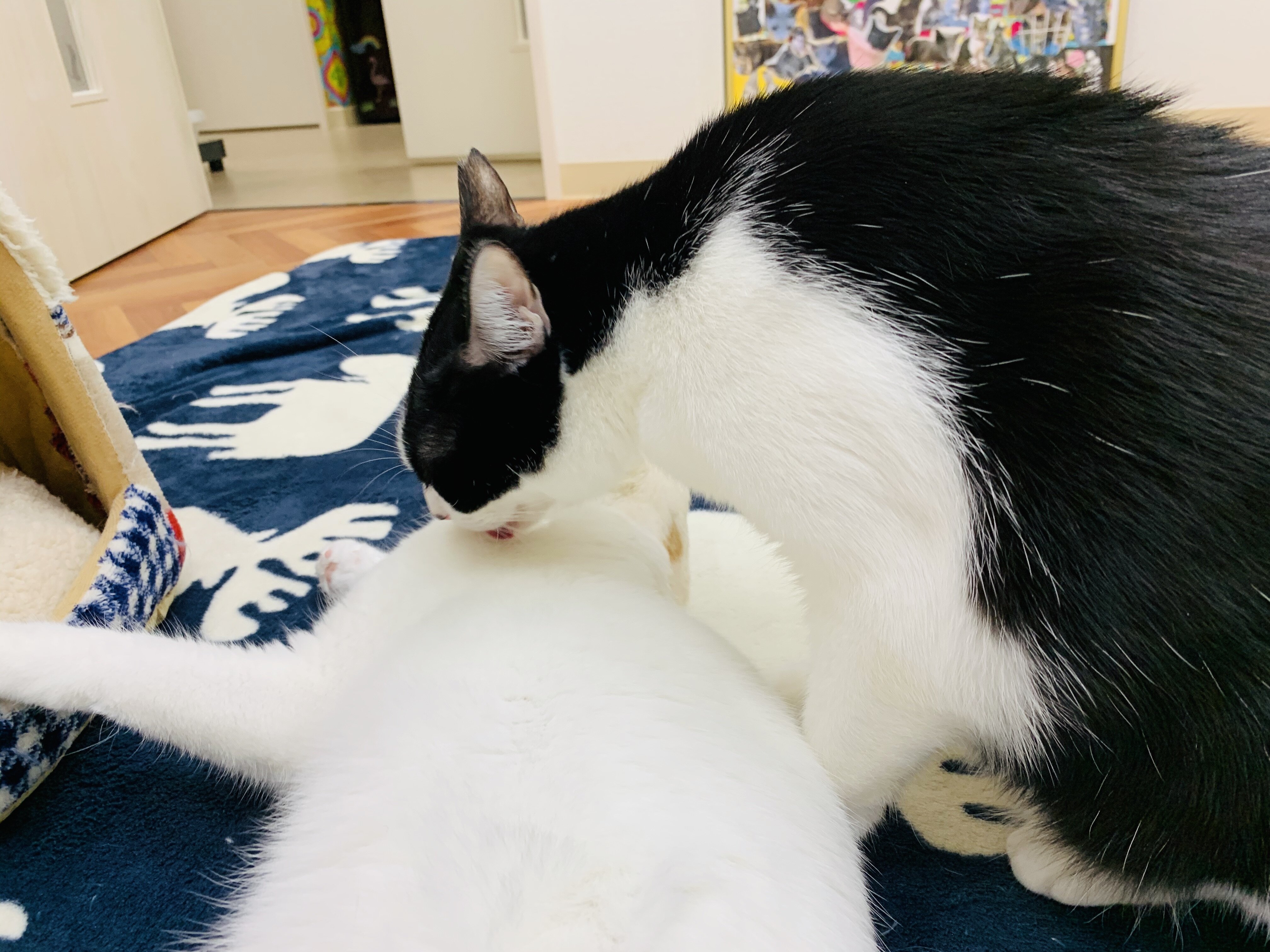 気の迷い Annex ニャンコのずっとのお家探し 気の迷い Annex ニャンコのずっとのお家探し