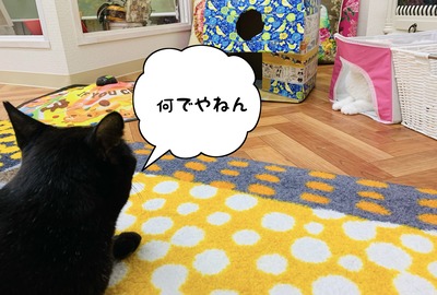 E9EA394A-3A2F-4C4B-88FC-37EF07D0FA53