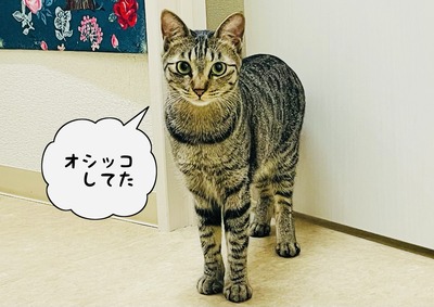 phonto