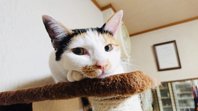 IMG_8437