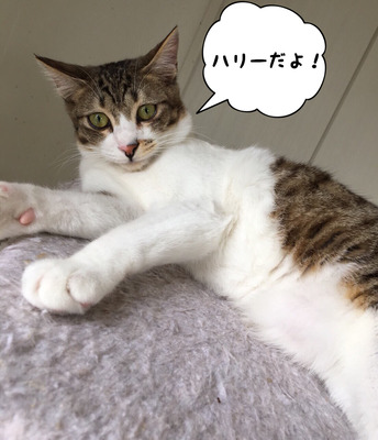 98432D24-8A9A-46A1-A41C-E7591584783A