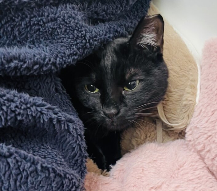 Megさんのお当番日記 さん太夜鳴き対策避難所 Annex ニャンコのずっとのお家探し