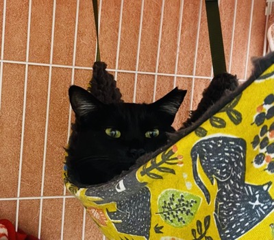 D295DB78-3271-4456-858E-1D7FD6E3DF65