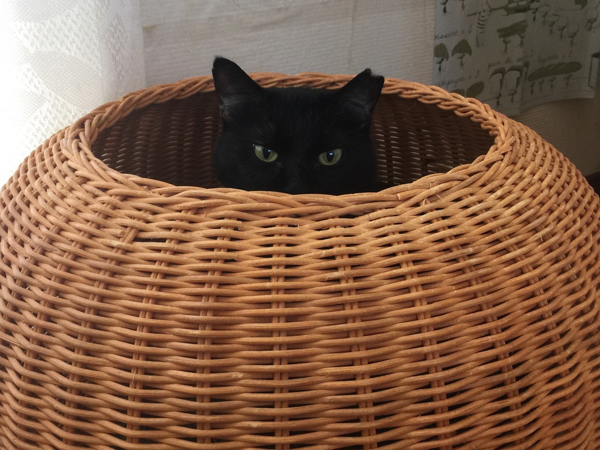 壺猫 お立ち台猫 スフィンクス猫 Annex ニャンコのずっとのお家探し