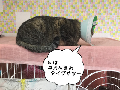 9477A892-A374-449A-AAA9-14334D7FA96E
