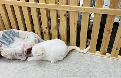 IMG_6049