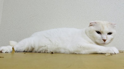 IMG_1246
