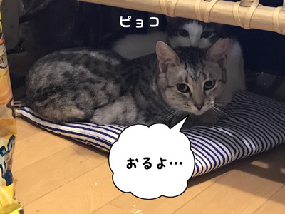 0DB0651F-B2C6-4593-B6EA-5ADF4BAD3E5D