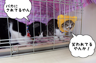 0533ED86-2E60-43DB-8AE3-4FA8E7B28129