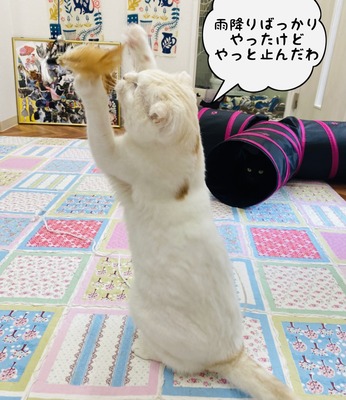CA1615BB-85F4-4180-9FA5-A69F560A3749