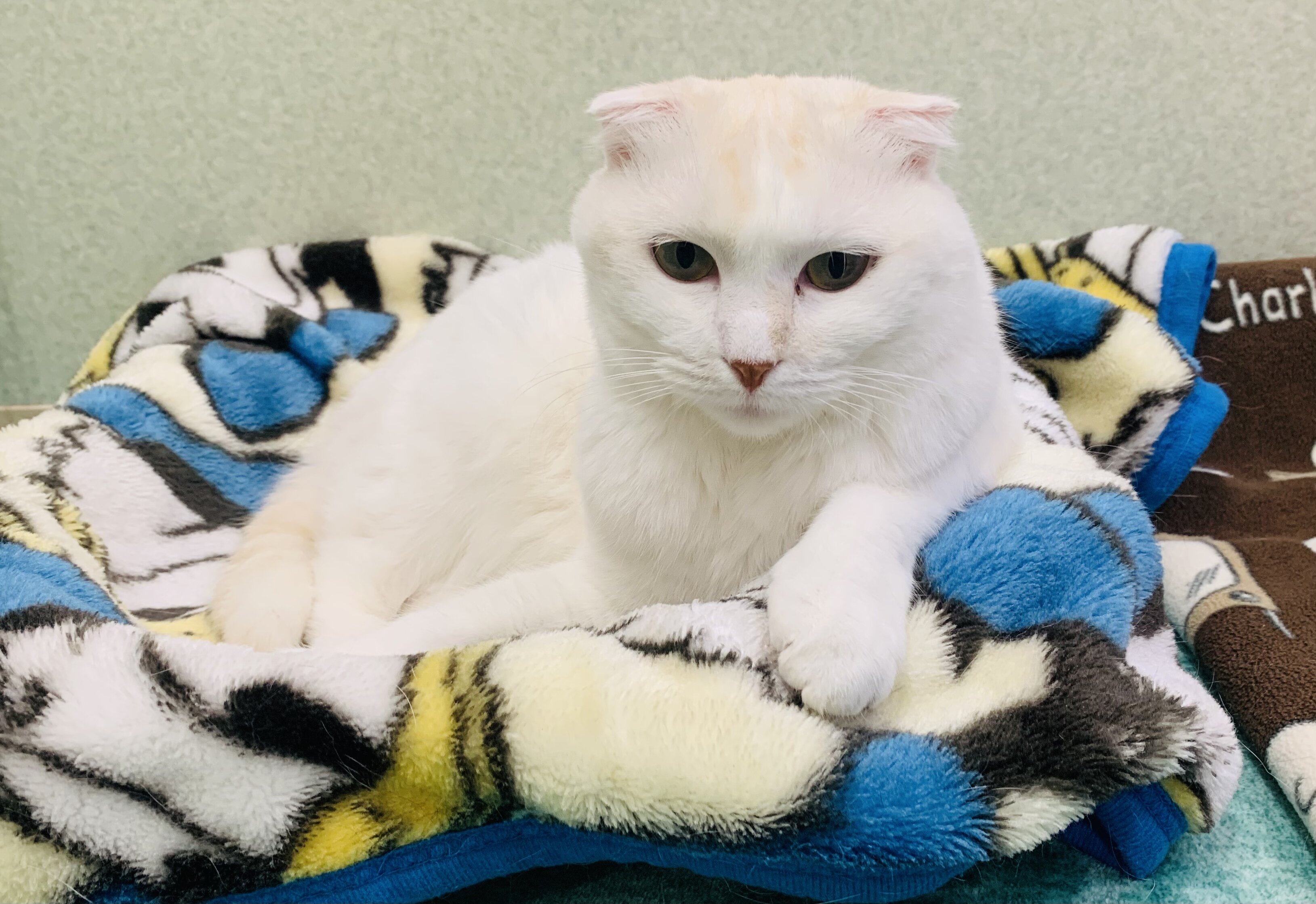 火曜サスペンスの音楽が流れる蒼部屋 Annex ニャンコのずっとのお家探し