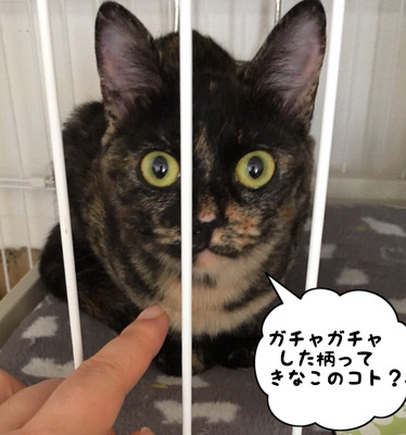 B3785E38-664D-454F-8972-625EF7B2D1D9