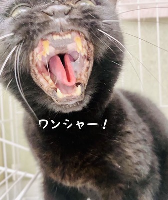 336484A1-977C-4A81-92F2-0037F633F87D