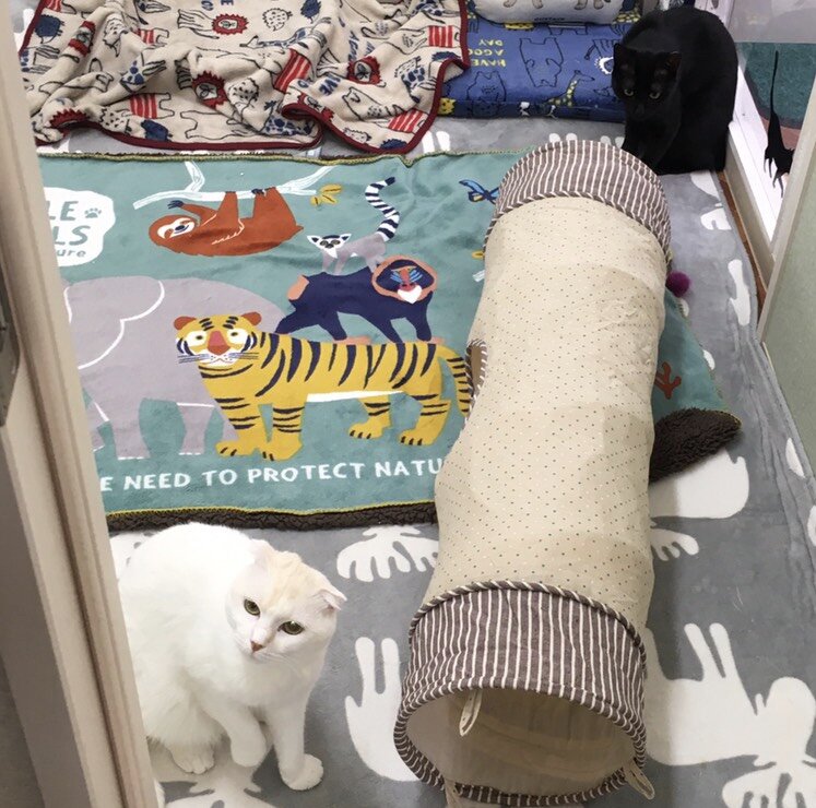 Mさんのお当番日記『リカコさんMさんにメンチ切る』。 : annex 