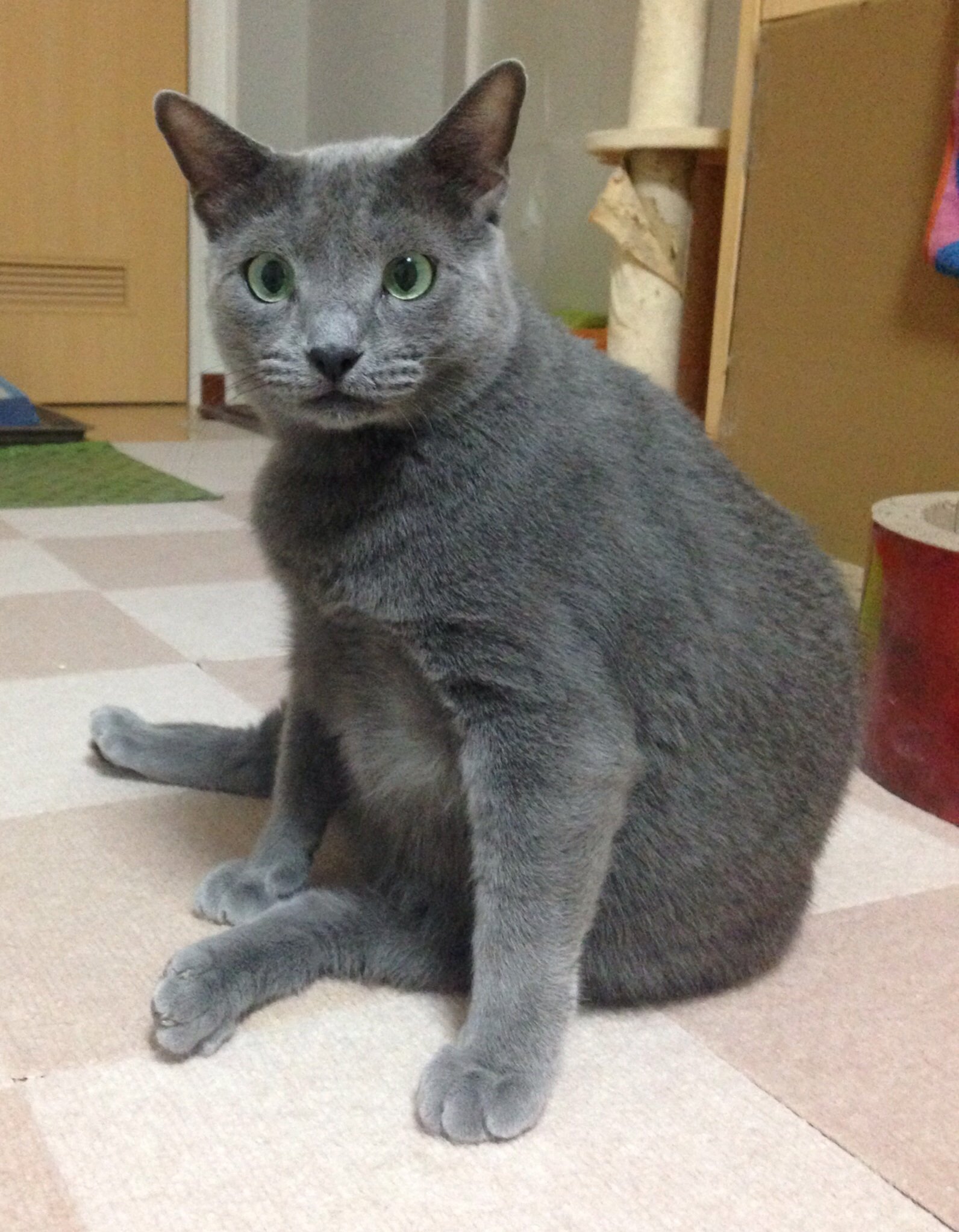 ロシアン問題 Annex ニャンコのずっとのお家探し