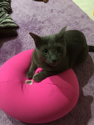 クッション好き