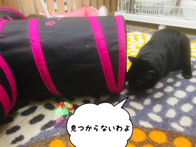 81ABE1A0-8BB3-4D36-A3D0-FF476D934A8C
