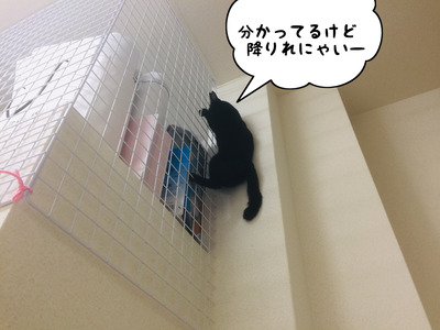 595F2723-0017-4C3A-A0BA-486D724826C4