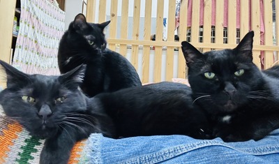 IMG_1094