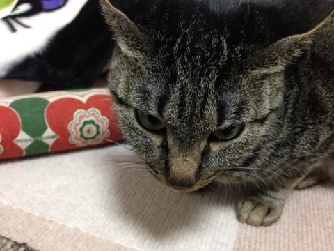 画像1