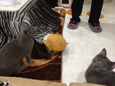 ジャラシの取りっこ