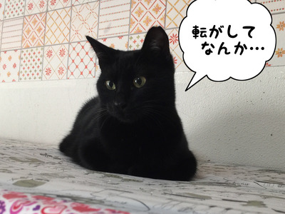 8B28794A-6D0F-4072-B0E2-52249ACDEF9D
